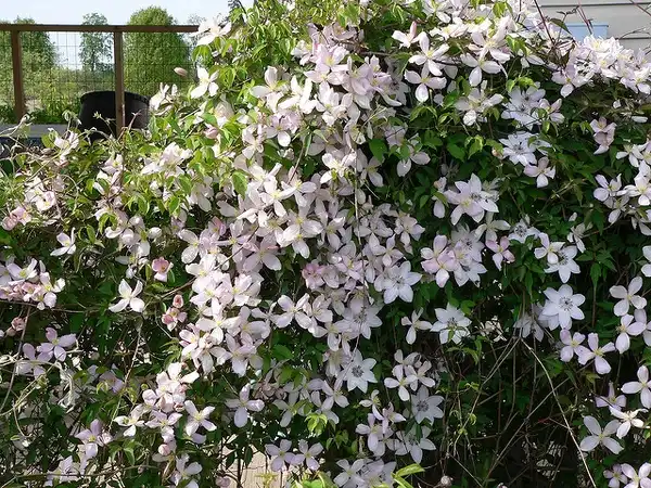Photo of Clematis montana (Clematis montanas)