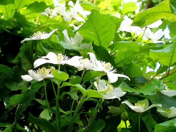 Photo of Clematis montana (Clematis montanas)