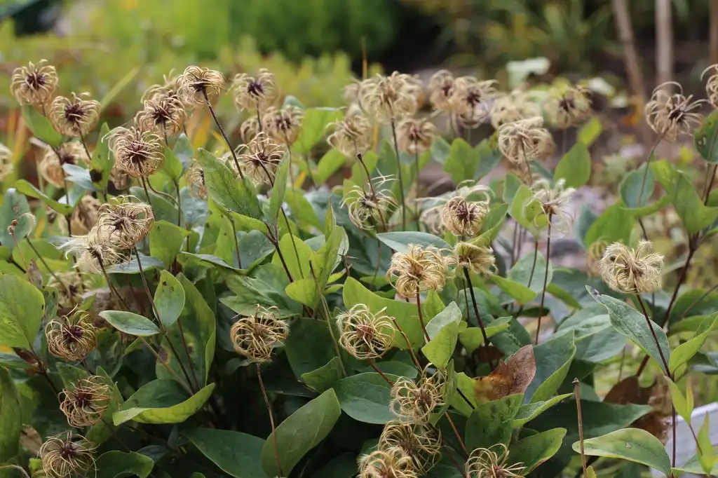 Photo of Clematis ochroleuca (Clematis ochroleucas)