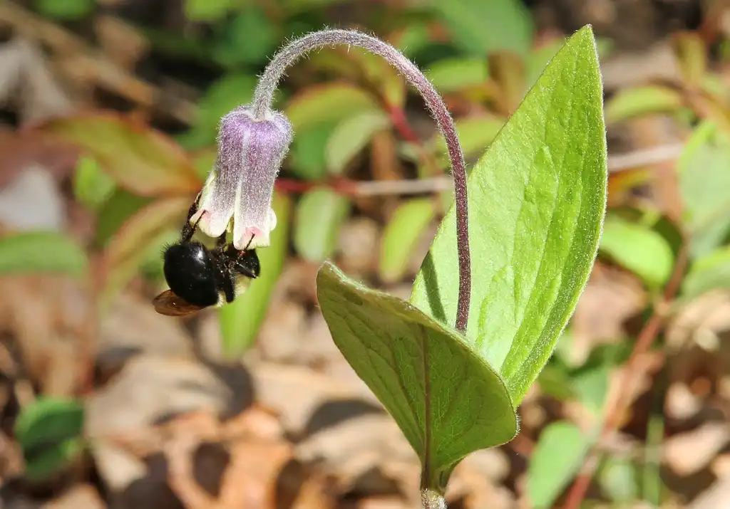 Photo of Clematis ochroleuca (Clematis ochroleucas)