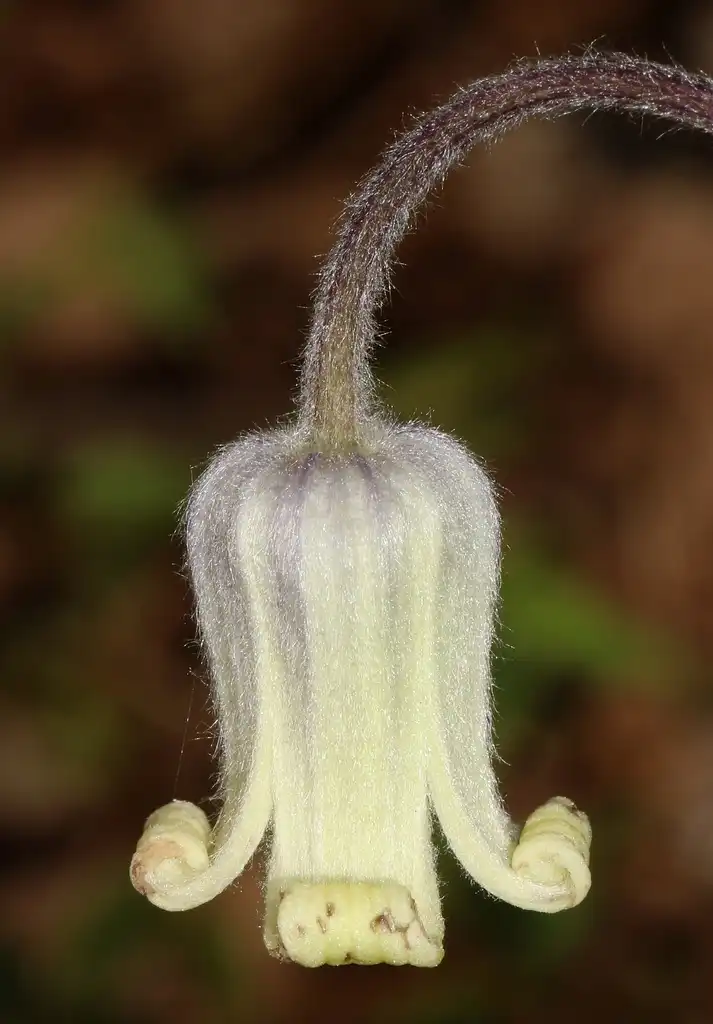 Photo of Clematis ochroleuca - Close up of flower:Judy Gallagher