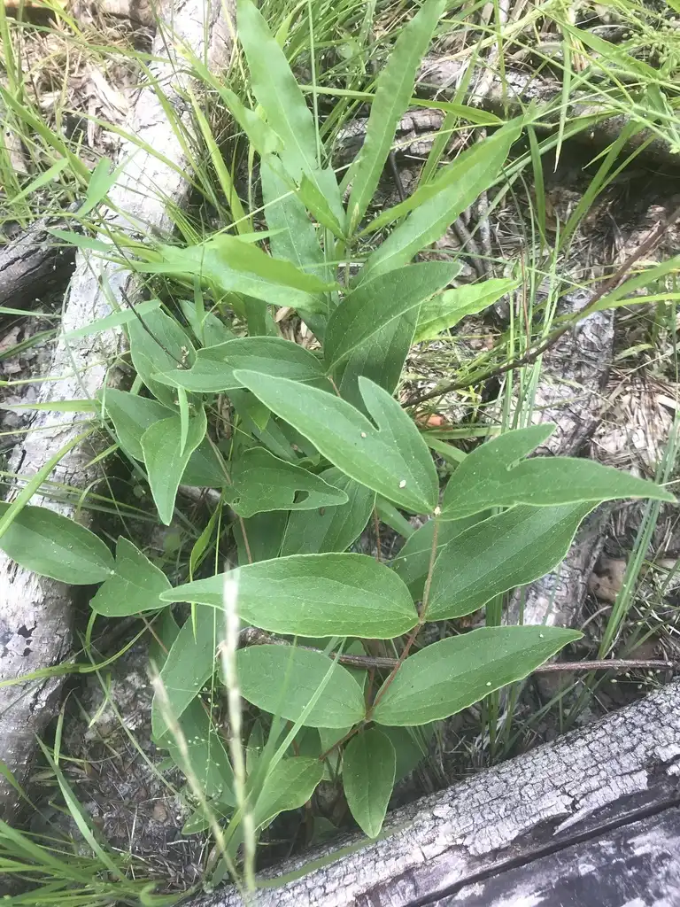 Photo of Clematis ochroleuca - Leaves:Alan Weakley