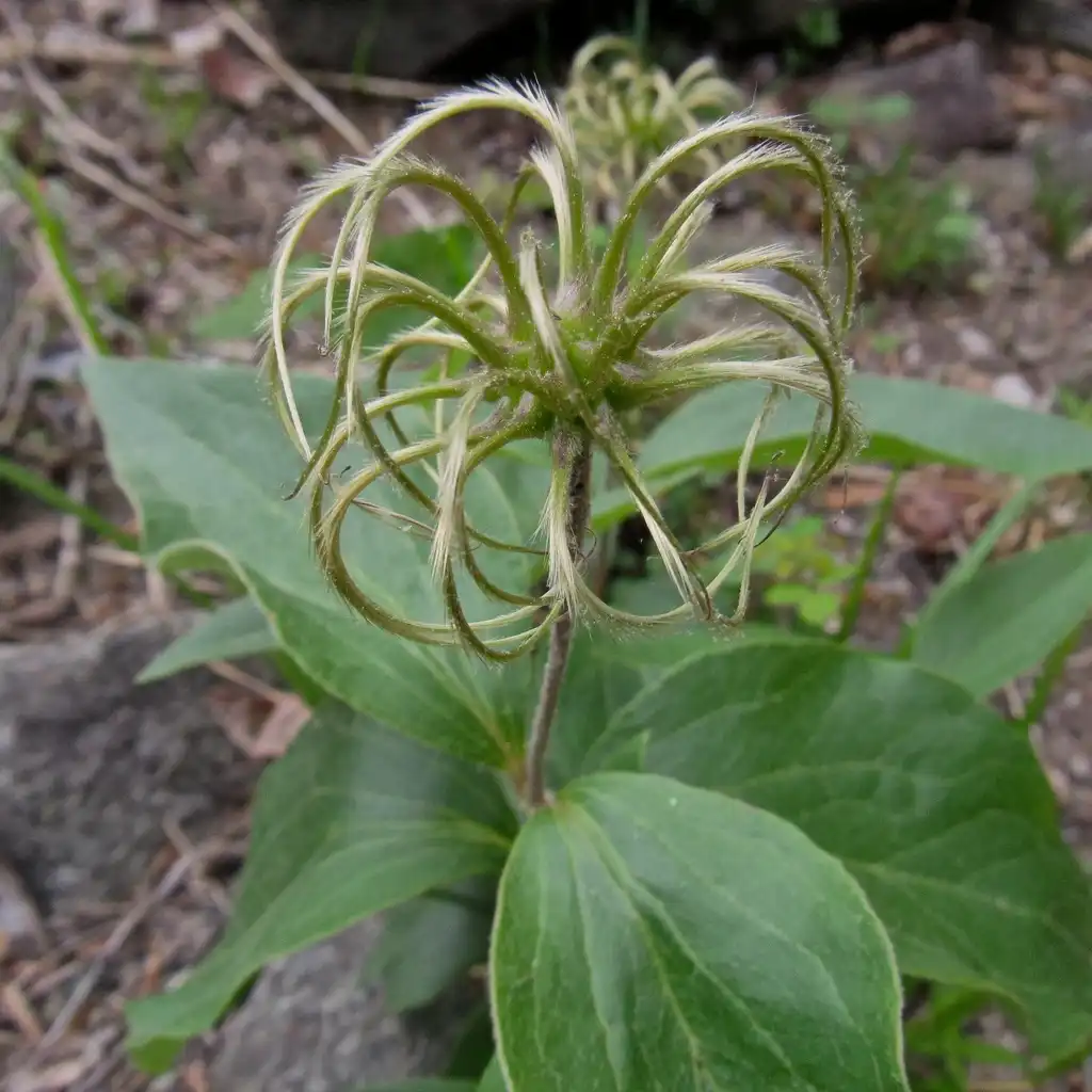 Photo of Clematis ochroleuca - Fruit:kevinemetcalf