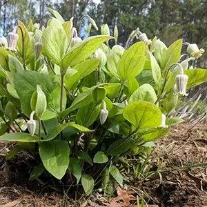 Photo of Clematis ochroleuca - Plant in bloom:Debbie Roos