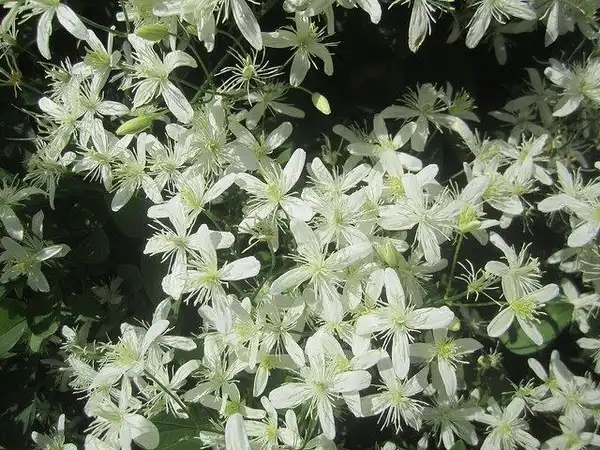 Photo of Clematis paniculata (Clematis paniculatas)