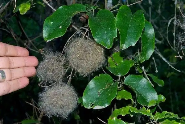 Photo of Clematis paniculata (Clematis paniculatas)