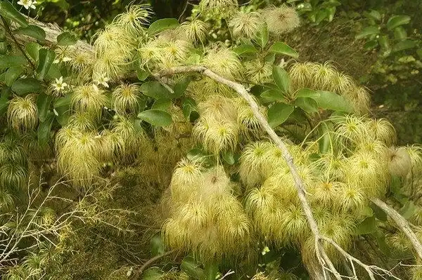 Photo of Clematis paniculata - Branch with new seed heads:Petra Gloyn
