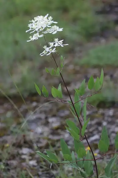 Photo of Clematis recta (Clematis rectas)