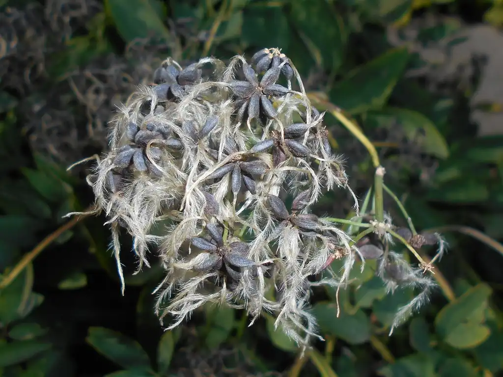 Photo of Clematis recta (Clematis rectas)