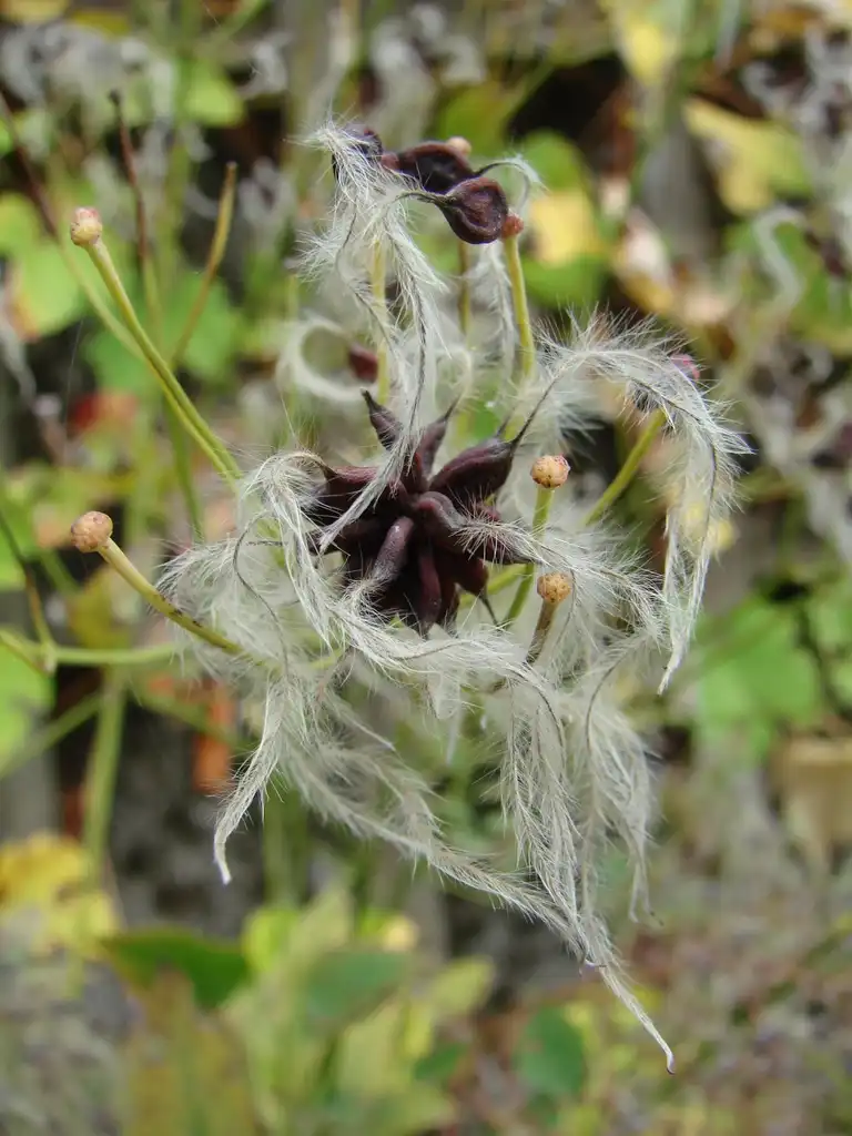Photo of Clematis recta - Clematis recta:Guérin Nicolas