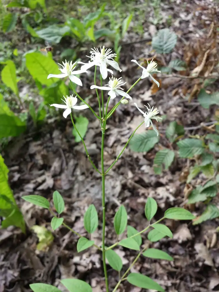 Photo of Clematis recta - leaves and flowers:Stefan.lefnaer