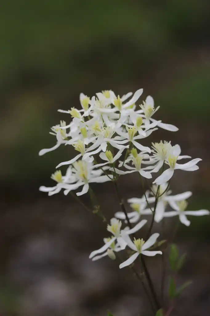 Photo of Clematis recta - Flowers:Bjorn S