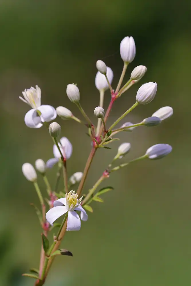 Photo of Clematis recta - Flowers:Charlie Jackson