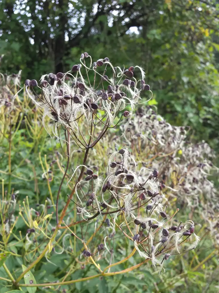 Photo of Clematis recta - Clematis recta:Stefan.lefnaer