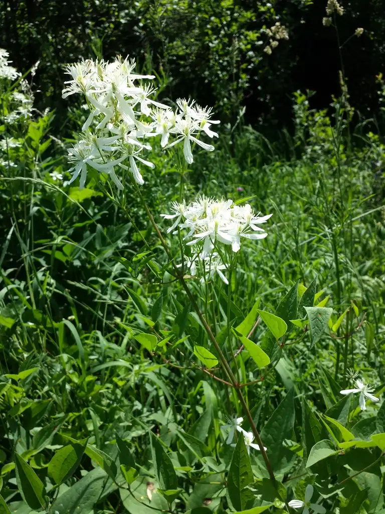 Photo of Clematis recta - Flower and leaves:Stefan lefnaer