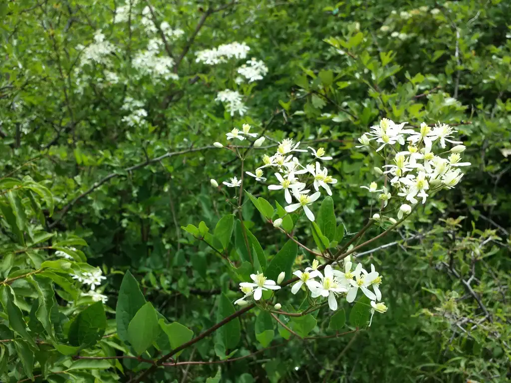 Photo of Clematis recta - Flower and leaves:Stefan.lefnaer