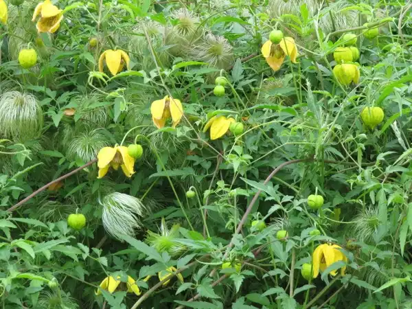 Photo of Clematis tangutica (Clematis tanguticas)