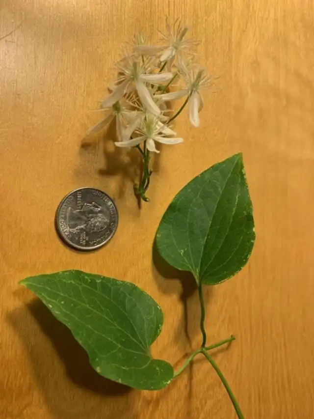 Photo of Clematis terniflora (Clematis ternifloras)