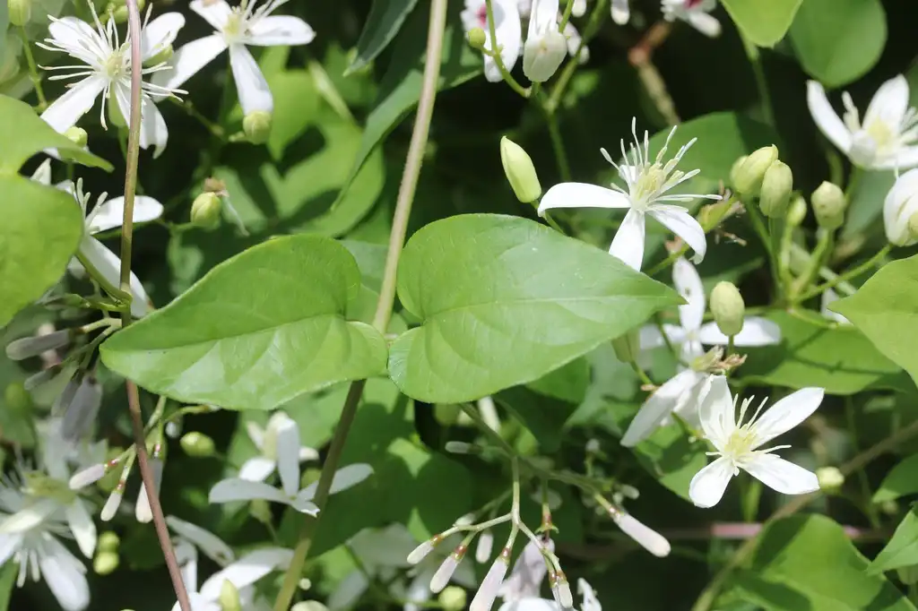 Photo of Clematis terniflora (Clematis ternifloras)
