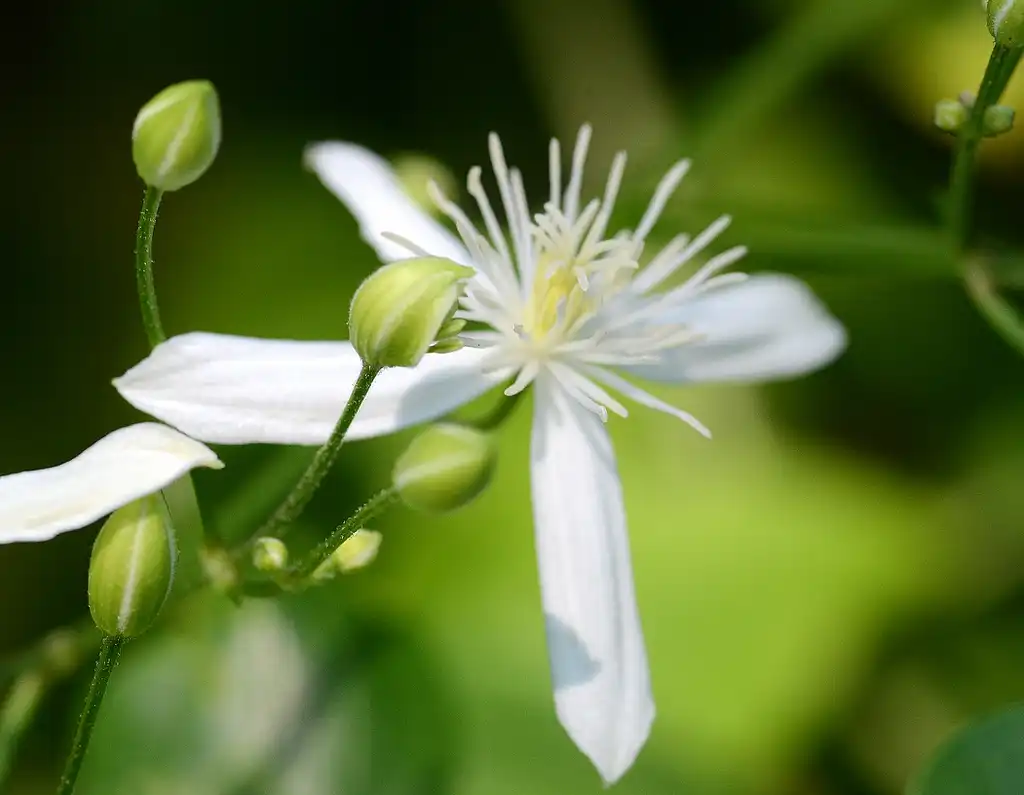 Photo of Clematis terniflora - flower and buds:Amada44