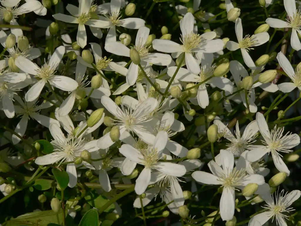 Photo of Clematis terniflora - flowers, buds, and stems:F. D. Richards
