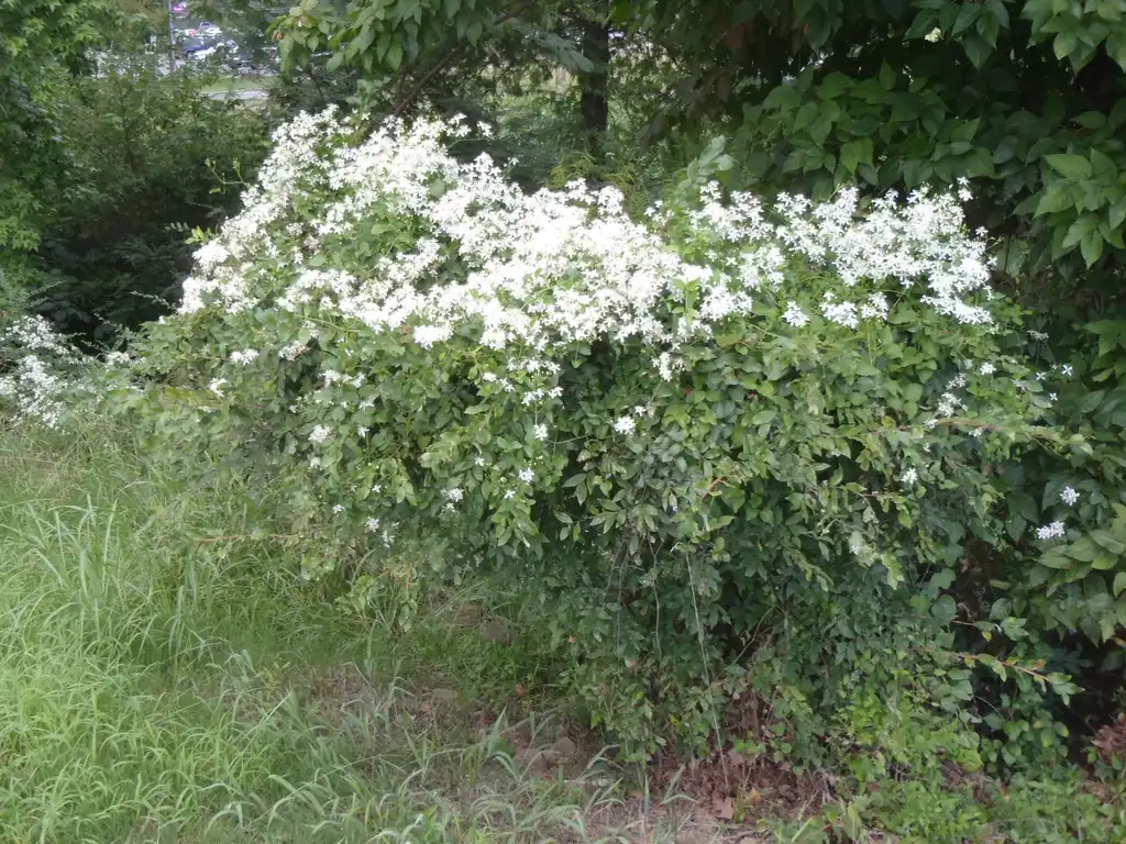 Photo of Clematis terniflora - Flower Form:Jim Robbins