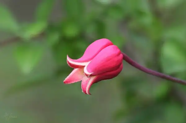 Foto de Clematis texensis (Clematis texensiss)