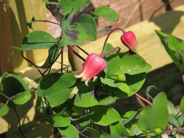 Foto de Clematis texensis (Clematis texensiss)