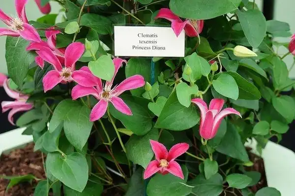 Foto de Clematis texensis - Clematis texensis 'Princess Diana':Alwyn Ladell