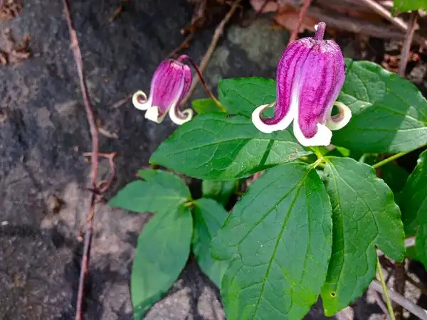 Photo of Clematis viorna (Clematis viornas)