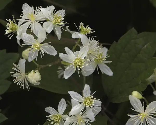 Photo of Clematis virginiana (Clematis virginianas)
