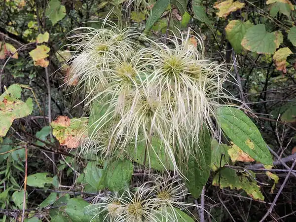 Photo of Clematis virginiana (Clematis virginianas)