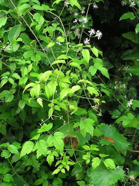 Photo of Clematis virginiana - Clematis virginiana:tillandsiausneoides