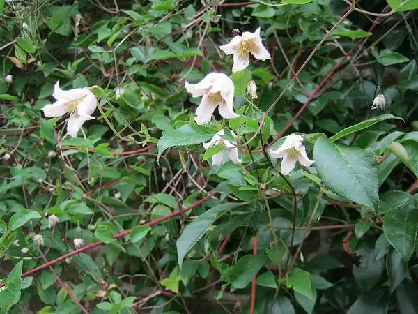 Фото Clematis viticella (Clematis viticellas)