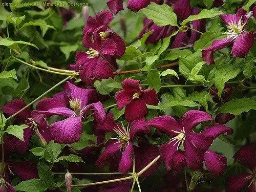 Фото Clematis viticella (Clematis viticellas)