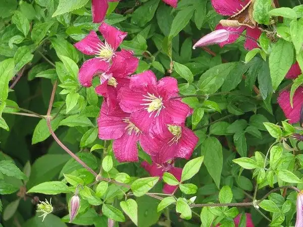 Фото Clematis viticella - flower and leaf detail:Peganum