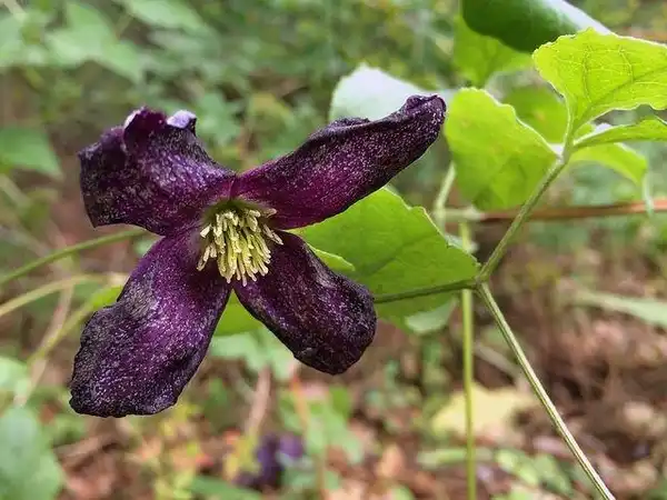 Фото Clematis viticella - flower:Fritz Flohr Reynolds