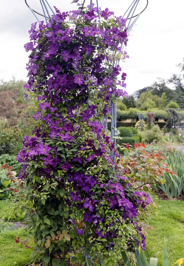 Фото Clematis viticella - leaves, flowers, and form:Acabashi