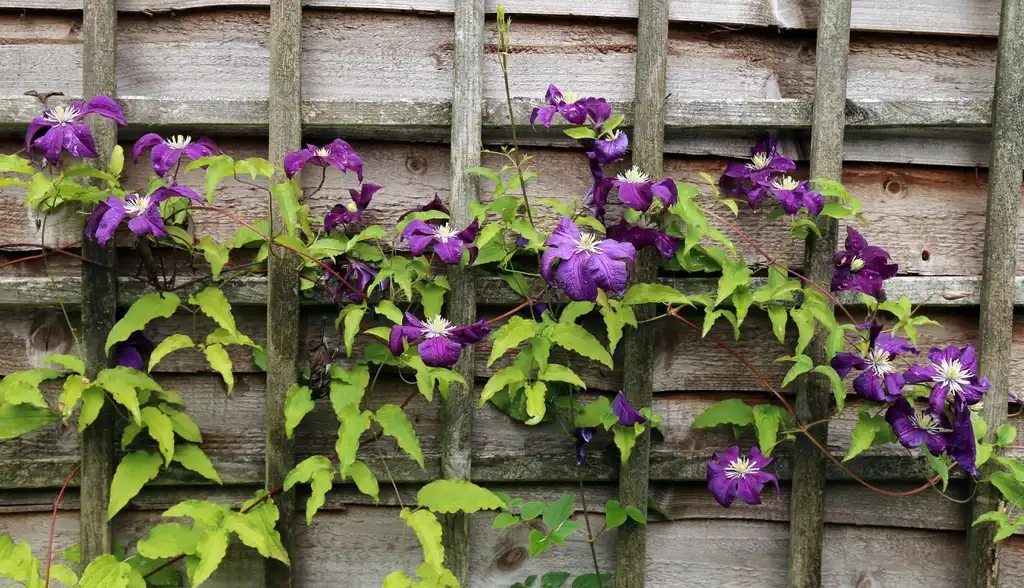 Фото Clematis viticella - leaves and flowers:Acabashi