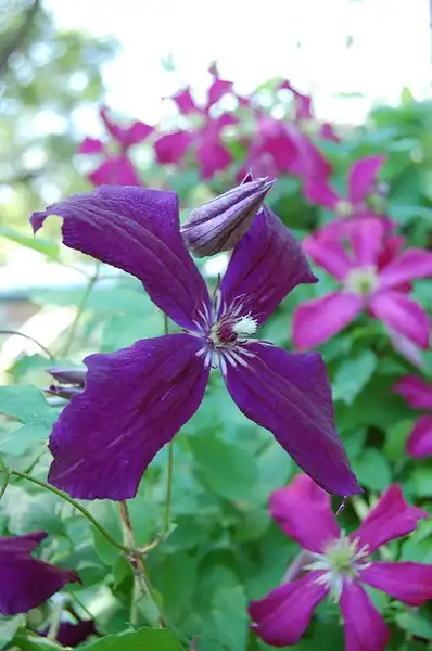 Photo of Clematis x jackmanii (Clematis x jackmaniis)