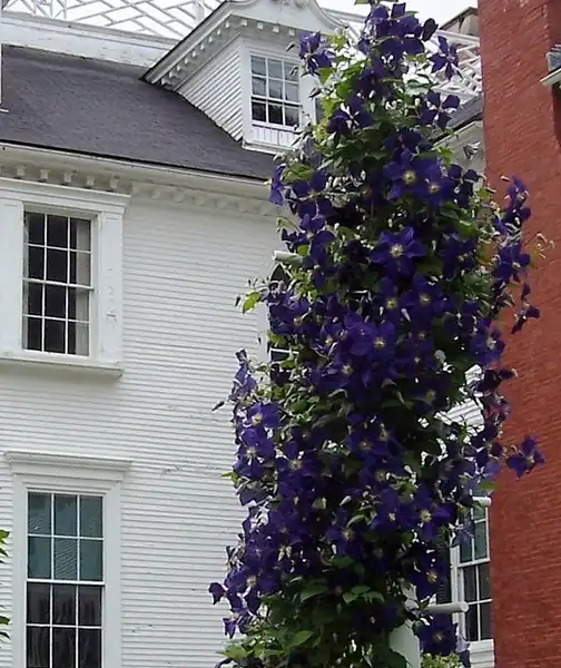 Photo of Clematis x jackmanii (Clematis x jackmaniis)