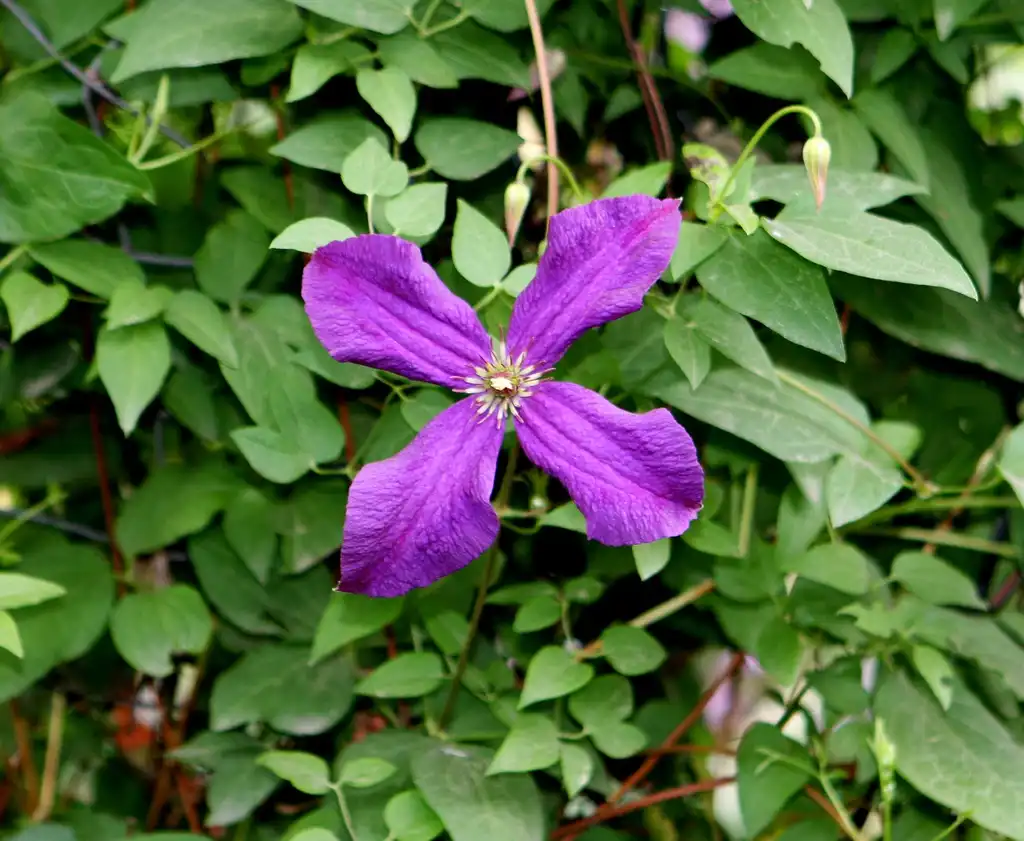 Photo of Clematis x jackmanii - leaves and flowers:Hardyplants