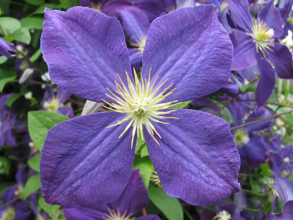 Photo of Clematis x jackmanii - leaves and flowers:Scott Feldstein