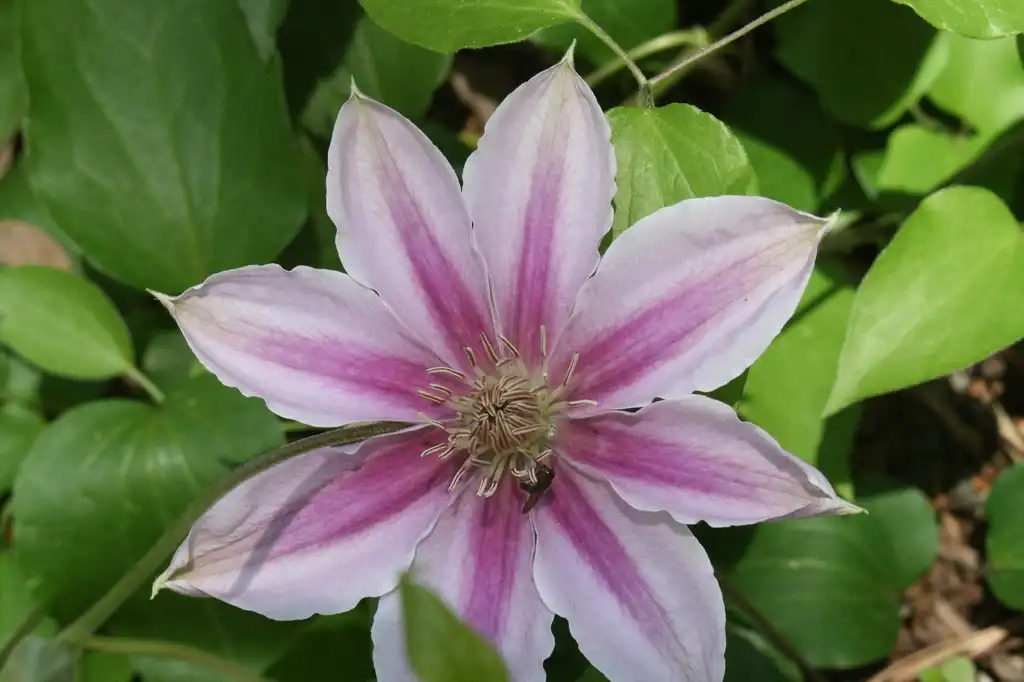 Photo of Clematis (Clematiss)