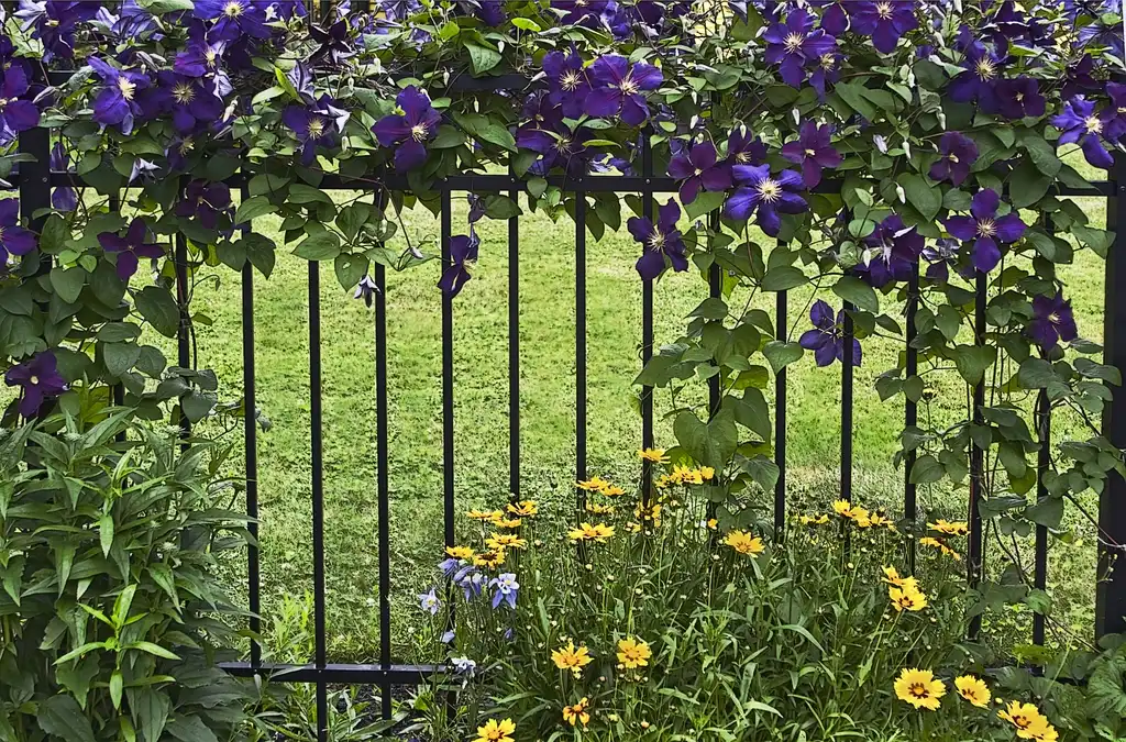 Photo of Clematis (Clematiss)