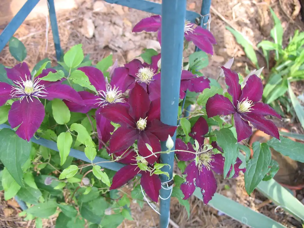Photo of Clematis - flower, Charlotte NC:Stacy Hodes
