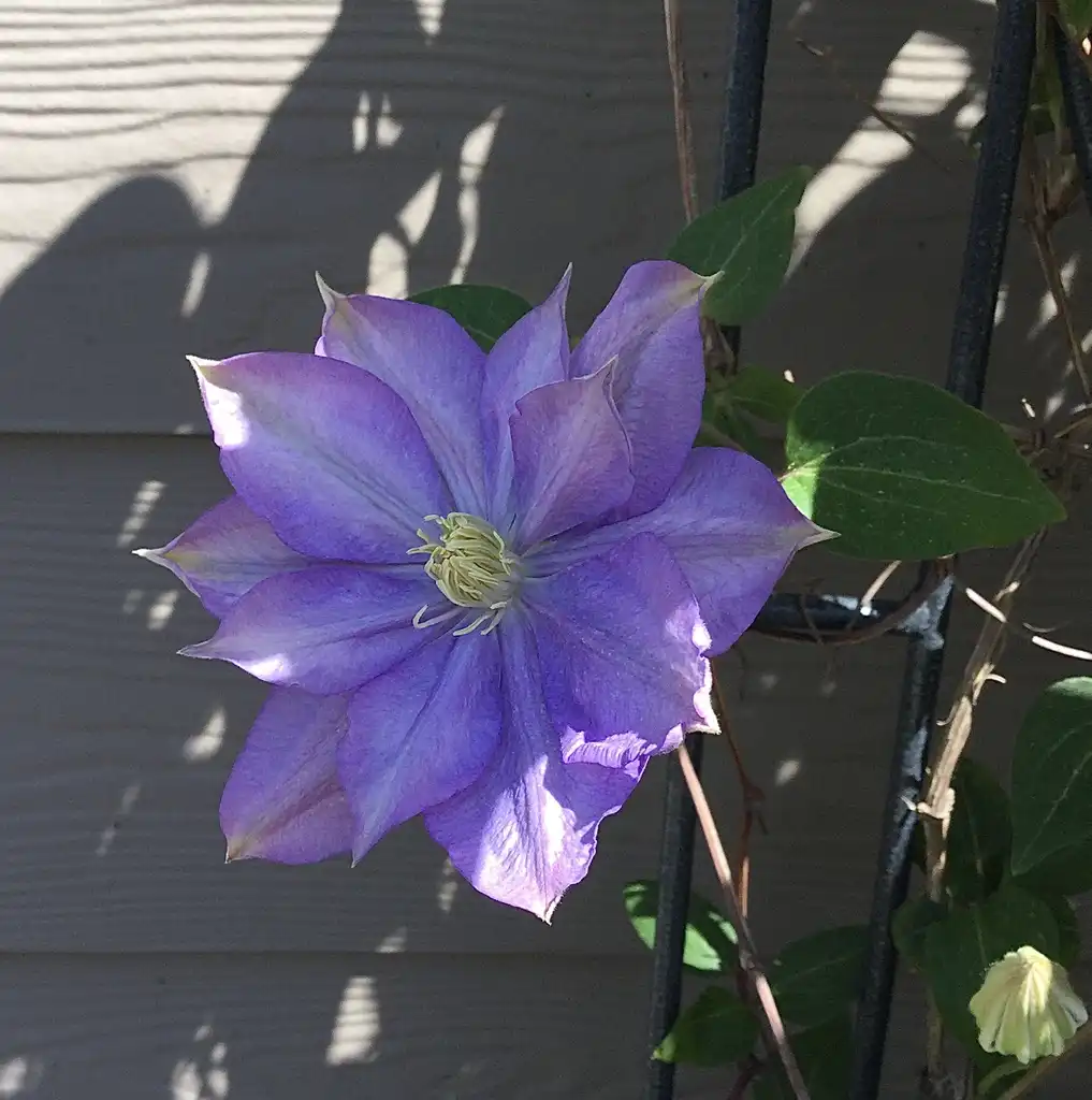 Photo of Clematis - 'Blue explosion' Flower Close-up (Durham County,NC)-Spring:Carol Tierney