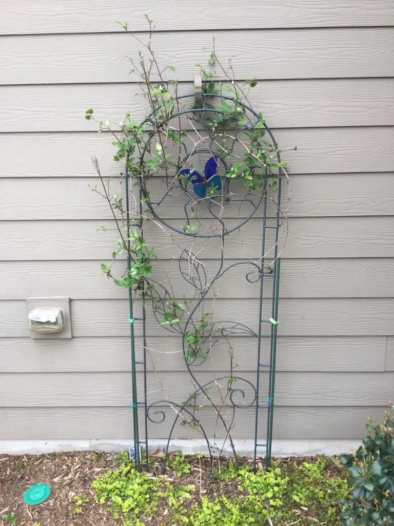 Photo of Clematis - 'Blue explosion' Vine (Durham County,NC)-Early Spring:Carol Tierney