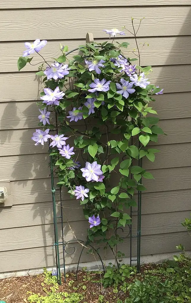 Photo of Clematis - 'Blue explosion' Vine Close-up (Durham County,NC):Carol Tierney