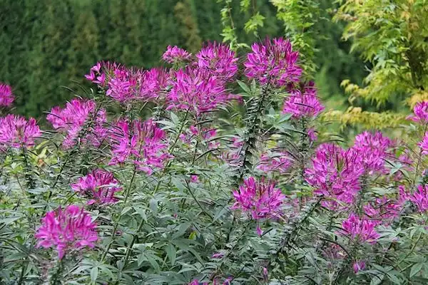 Photo of Cleome houtteana (Cleome houtteanas)